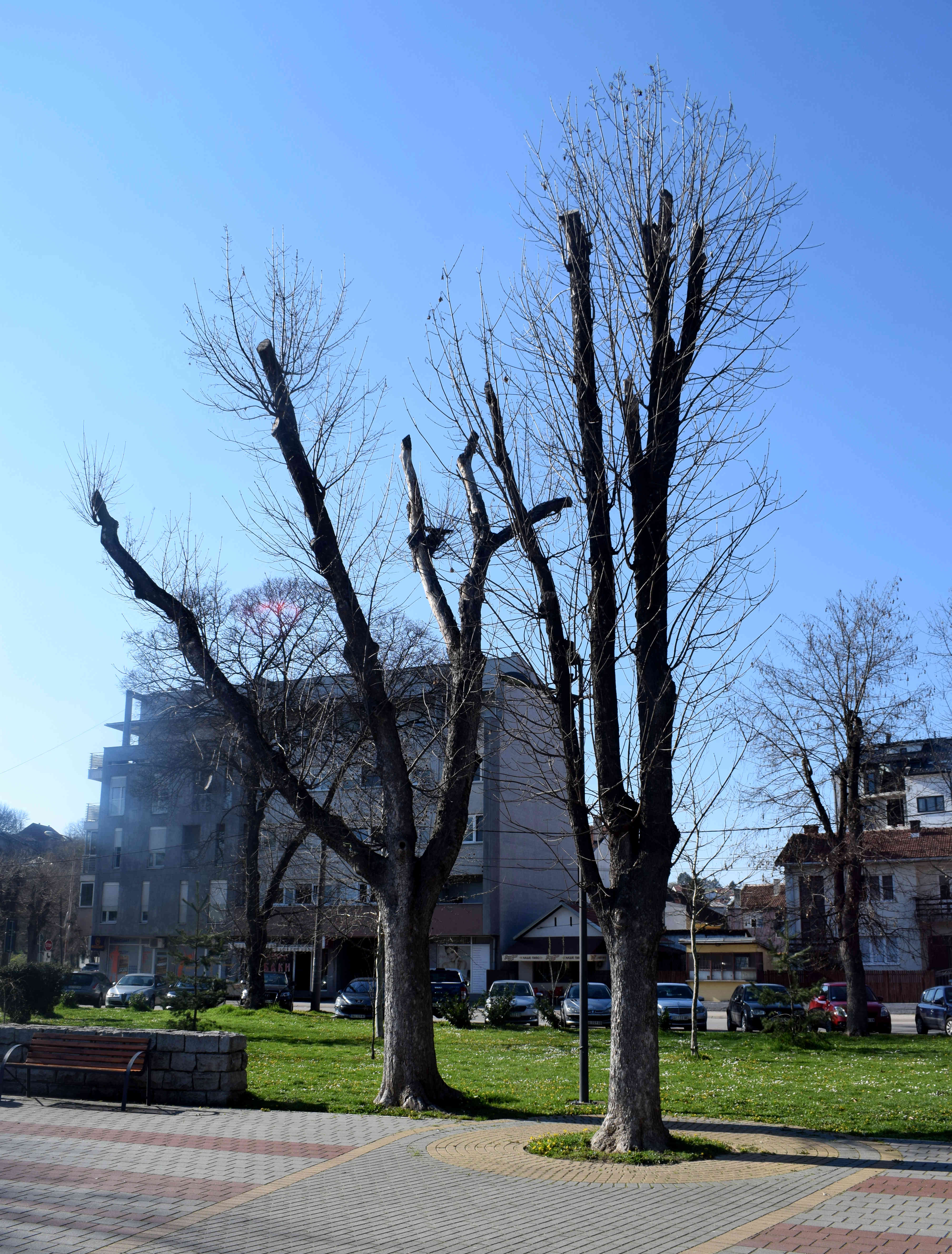 valjevo park vide jocic unisteno drvece