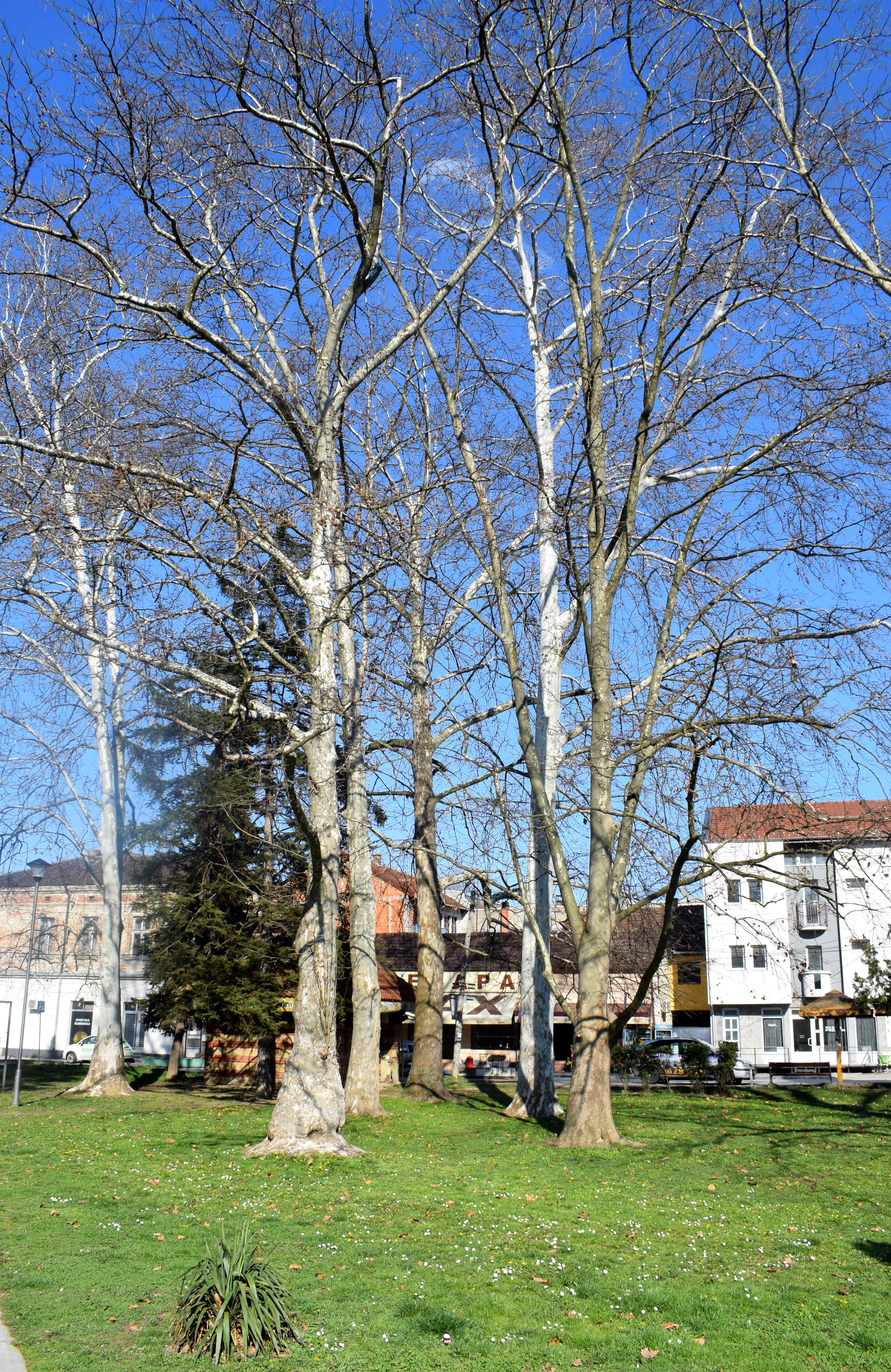 valjevo park vide jocic